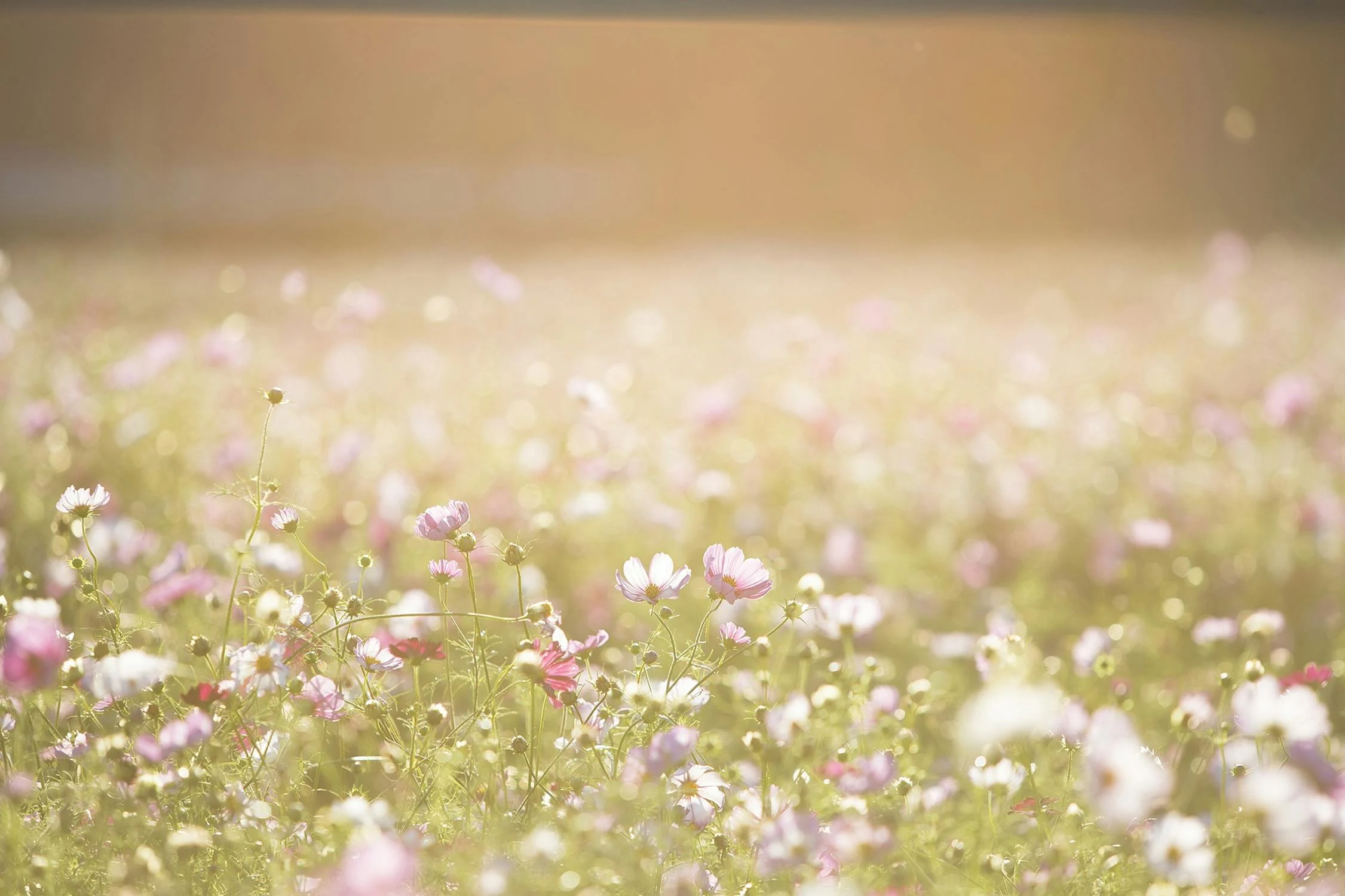 flowers Flowers in a field with sunlight hitting them softly