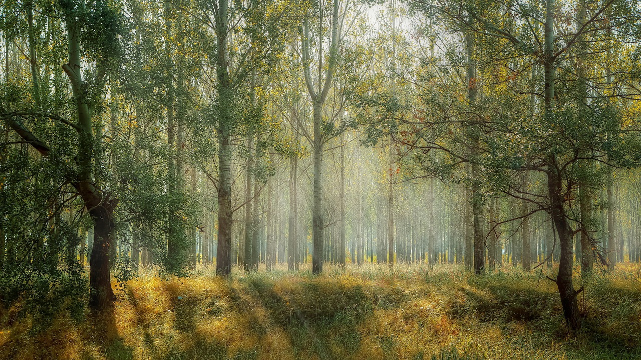 Forest of trees Forest with sunlight and sparse leaves