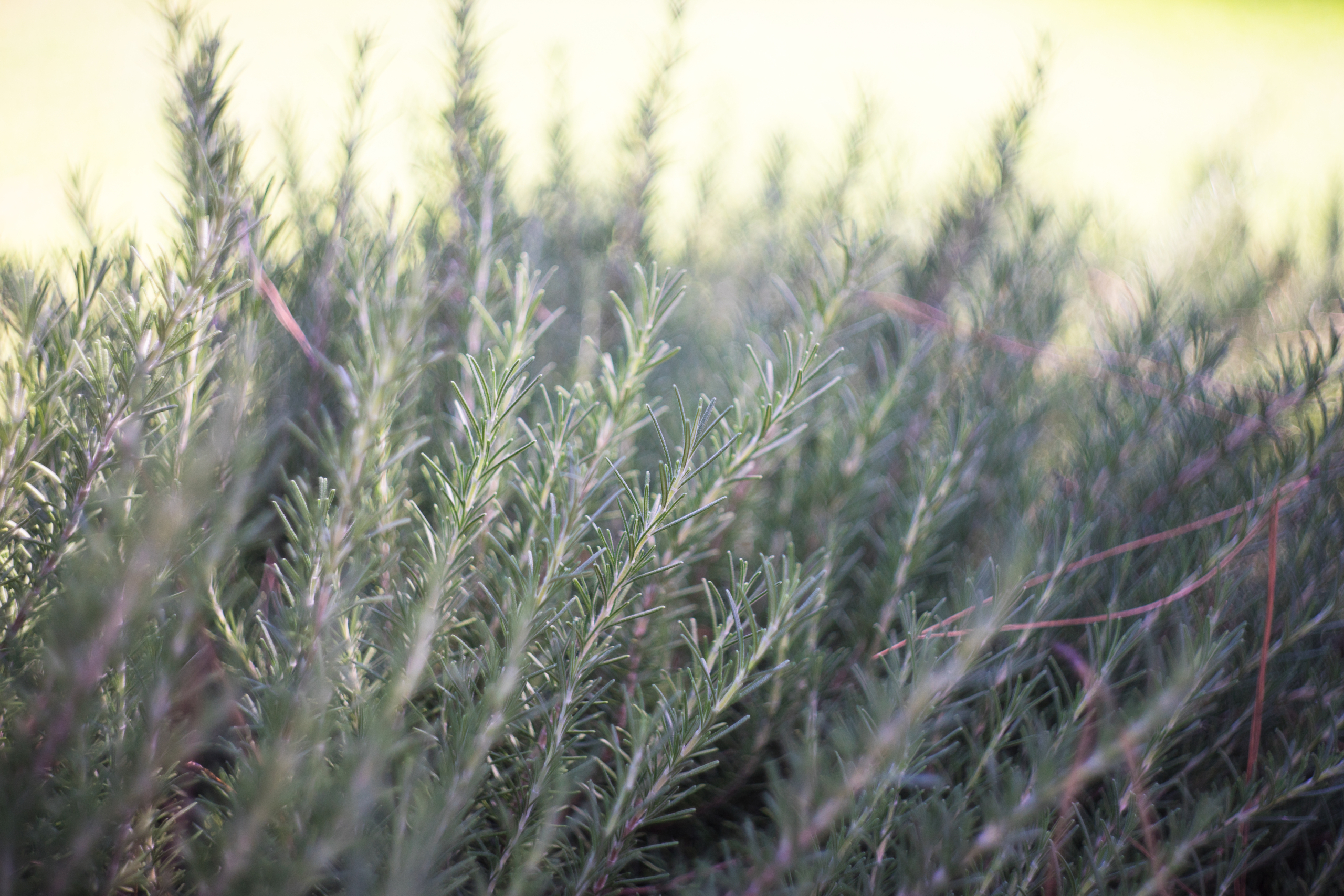 Rosemary herb in nature Rosemary herb in a garden with sunlight
